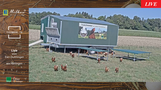 Solange es hell ist, läuft der Livestream - außer an Sonntagen. Auf dem Passepartout um das Bild herum sind Informationen über den Hof vermerkt.