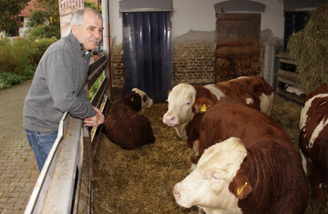 Die 90 Fleckviehbullen, die Otto Greiff pro Jahr mstet, werden geschlachtet, wenn sie 300 bis 320 kg schwer sind. Im Markenfleisch-Programm Qualivo gibt es fr die Tiere nur Heu und Schrot zu fressen, keine Mais- und Grassilage. Das erhht die Fleischqualitt.