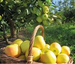 Gegen den Trend: Statt der derzeit hoch im Kurs stehenden roten Deckfarbe zeigt sich die neue Apfelmarke Opa in gelb.
