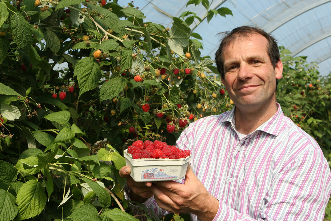 Bruno Abt aus Gossetsweiler hat sich mit seinem Betrieb auf den Beerenanbau spezialisiert. Neben Himbeeren hat er von April bis Oktober Erdbeeren im Angebot. 