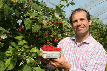 Bruno Abt aus Gossetsweiler hat sich mit seinem Betrieb auf den Beerenanbau spezialisiert. Neben Himbeeren hat er von April bis Oktober Erdbeeren im Angebot. 