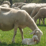 Schafhaltung im Land: Der Report gibt Tipps zur Verbesserung der Wirtschaftlichkeit.