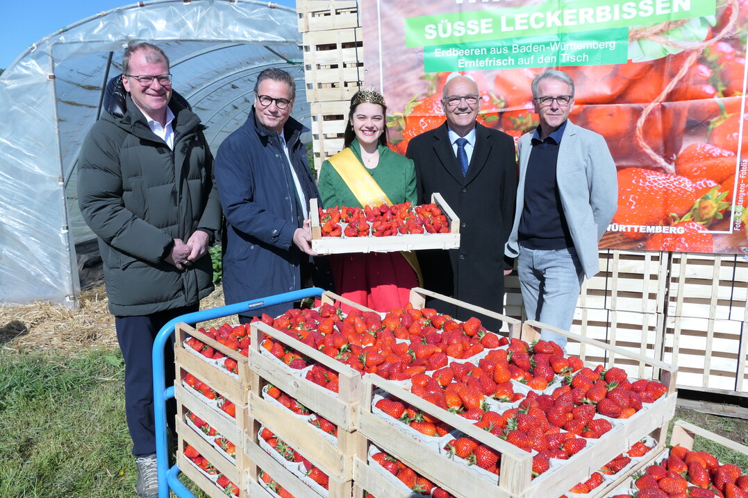 Freuen sich auf die Saison, v. l.: Markus Schneider, Minister Peter Hauk, Magdalena Ziegler, Franz Josef Müller, Prasident des Landesverbandes Erwerbsobstbau, und OGM-Vorstandschef Martin Bähr.
