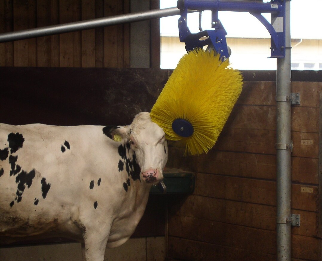 Vermeiden Sie Fehler bei der Montage Ihrer Kuhbrste, damit bei der Fellpflege alles glatt luft!