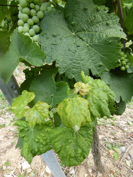 Pockenmilbenbefall aus zwei Generationen. Bei verstrktem Auftreten sind die Anlagen fr eine Austriebspritzung im kommenden Jahr vorzumerken.