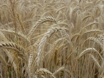 Triticale