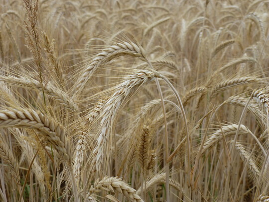 Triticale