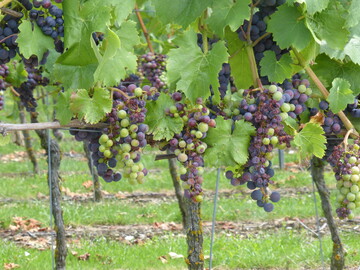 Vielfach ist es aufgrund der hohen Temperaturen im Sommer zu massiven Sonnenbrandsch�den gekommen.