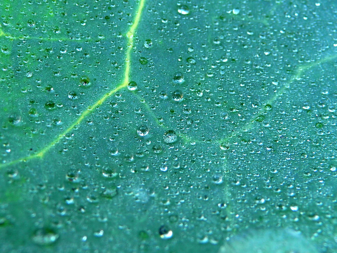 Biolandwirtschaft kann gut für das Klima sein.