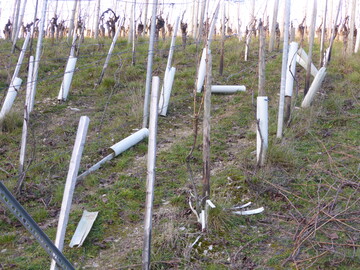 Unschner Anblick: Kunststoffe wie beispielsweise Pflanzrohre oder auch Pheromonampullen sollten restlos aus dem Weinberg entfernt werden.