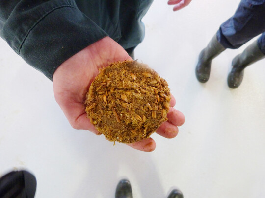 Idealerweise hat der Kotpresskuchen bei Stallfütterung eine Höhe von rund 20 mm, bei Weidefütterung 12 bis 13 mm.