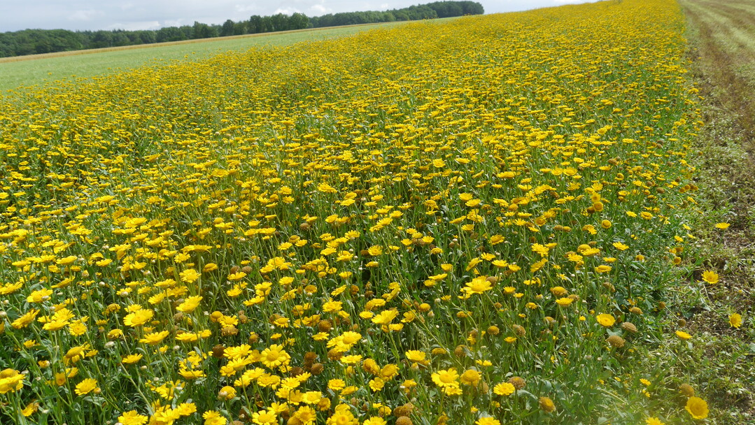 gelbe Margeriten