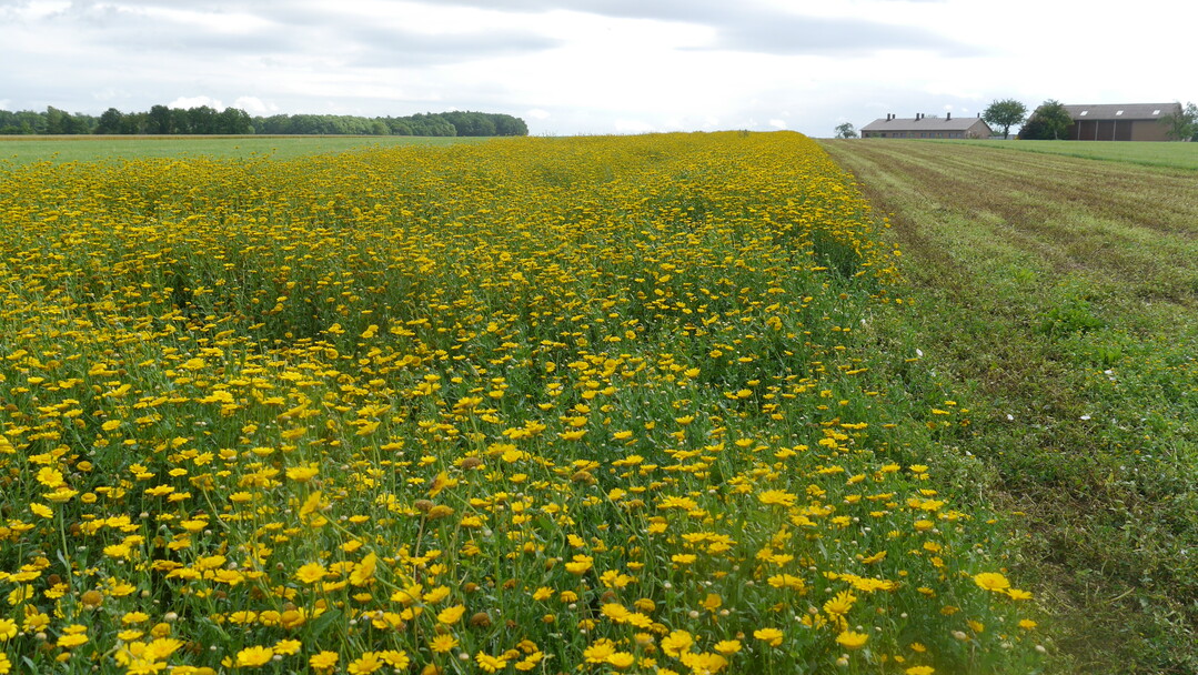 gelbe Margeriten