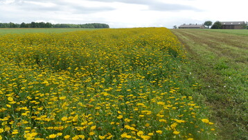 gelbe Margeriten