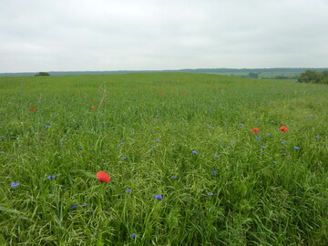 Mähen Sie Trespen am Feldrand, bevor die Samen reifen.