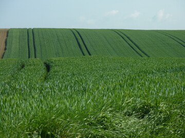 Eng zusammenstehende Pflanzen konkurrieren nicht immer. Sie können sich auch gegenseitig helfen.