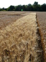 Versuche mit frühen Winterweizensorten