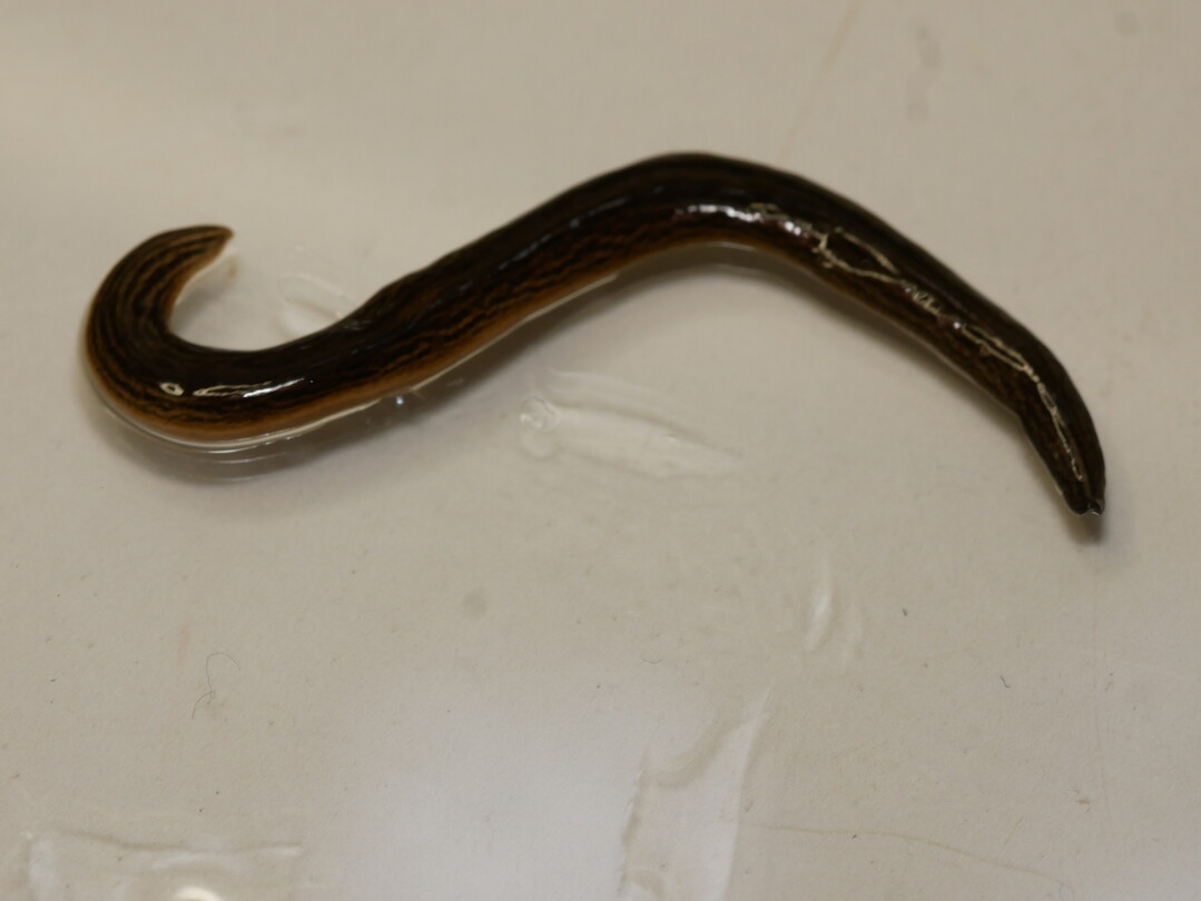 Seine F�rbung variiert von hellbraun zu schwarzbraun, mit einem marmorierten Muster