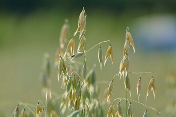 Fasern wie die aus Haferspelz werden für die Industrie zunehmend wertvoller. Nun gilt es, die landwirtschaftlichen Betriebe in die Wertschöpfung einzubeziehen. Deshalb führt die Universität Hohenheim eine Umfrage unter Landwirtinnen und Landwirten durch, die den Unterlagen für den Gemeinsamen Antrag 2023 beiliegt.