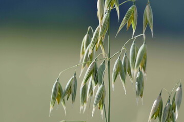 Im Fall von Hafer, welcher im Gegensatz zur Sommergerste den Boden bis 90 cm durchwurzelt, rechnen Sie fr die dritte Schicht bitte zustzlich 8 kg N je ha an.