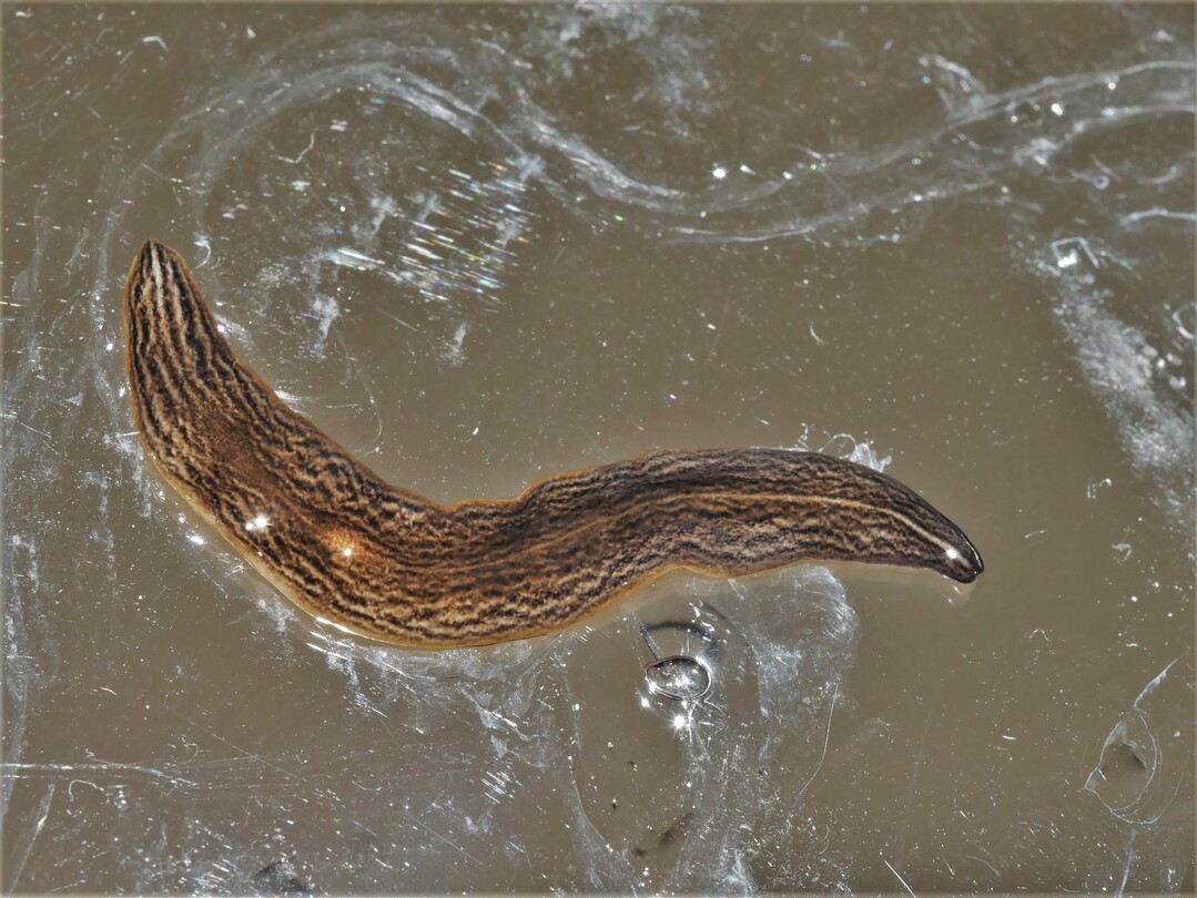 Der r�uberische Plattwurm Obama nungara stammt aus S�damerika. Er tritt in Europa seit 2008 auf, unter anderem in Frankreich und Italien