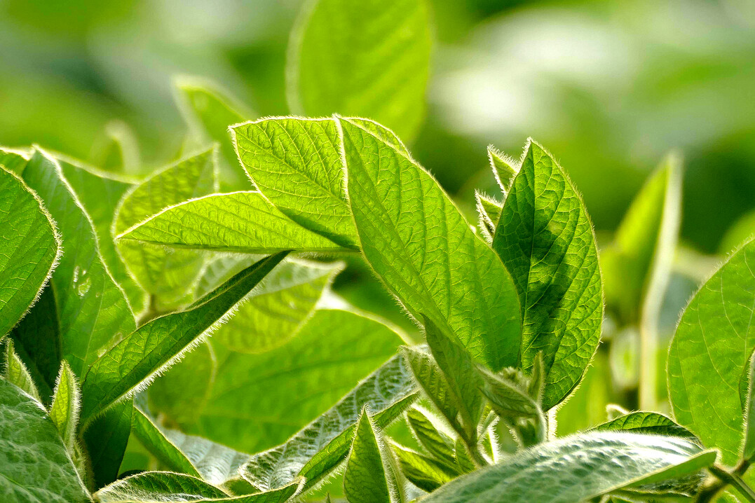 Bei Sojabohnen und Kleegras zeigte eine K-Düngung im Langzeitversuch auf Flächen ohne tierische Inputs größere Ertragswirkungen als eine Düngung mit P.