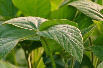 Vor allem auf die Impfung und einen guten Wasseranschluss kommt es beim Sojaanbau an, damit die Bltter spter grn und saftig werden. Die Krnung ist ein frhes Anhufeln gegen Weien Gnsefu, bevor sich die Keimbltter gebildet haben.