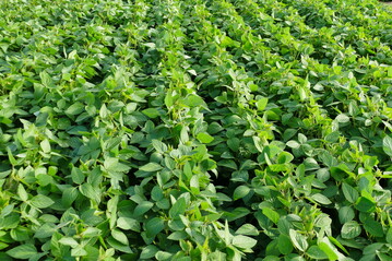 Sieht ihre Soja dieses Jahr auch so schön gleichmäßig aus? Falls das nicht der Fall ist, könnten in der kommenden Anbausaison feine Puder helfen, um das Saatgut einwandfrei fließfähig zu machen.