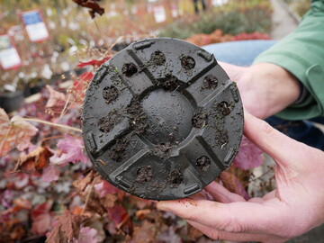 Im Herbst 2020 fand ein aufmerksamer Mitarbeiter einer Grtnerei einige Exemplare des Plattwurms an der Unterseite eines Pflanztopfs und leitete ihn an das Diagnoselabor am LTZ Augustenberg weiter.