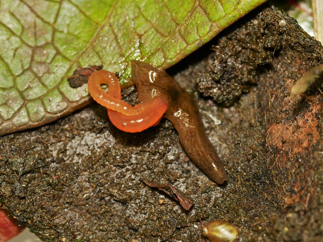 Als Olaf Zimmermann den Erstfund des Plattwurms Obama nungara zur Bestimmung auf dem Tisch hatte und mit einem Regenwurm konfrontierte, machte sich Obama sofort daran, diesen zu umklammern und mit seinem ausgest�lpten Magen zu verdauen.