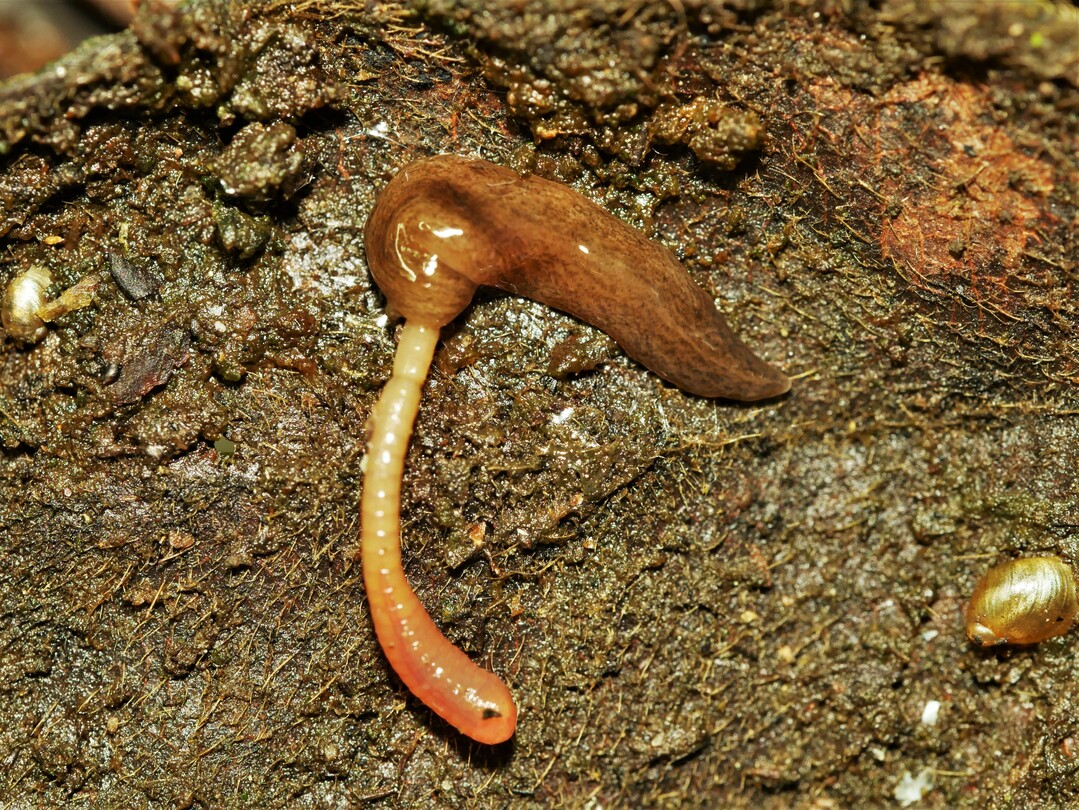 Der Angriff geschah f�r W�rmer in gro�er Geschwindigkeit und sehr gezielt.