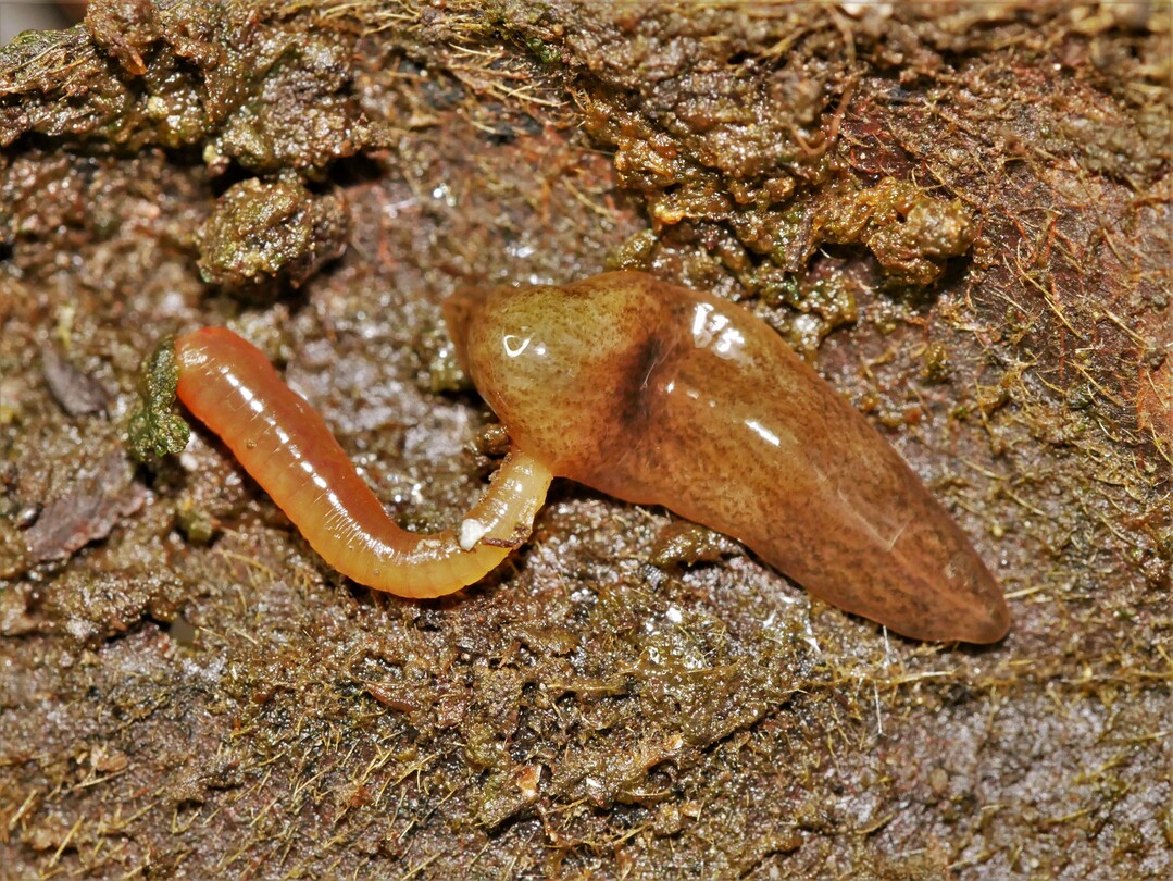 Was in G�rtnereien oder der freien Natur geschieht, k�nnen de Expert:innen im Moment noch nicht absch�tzen.