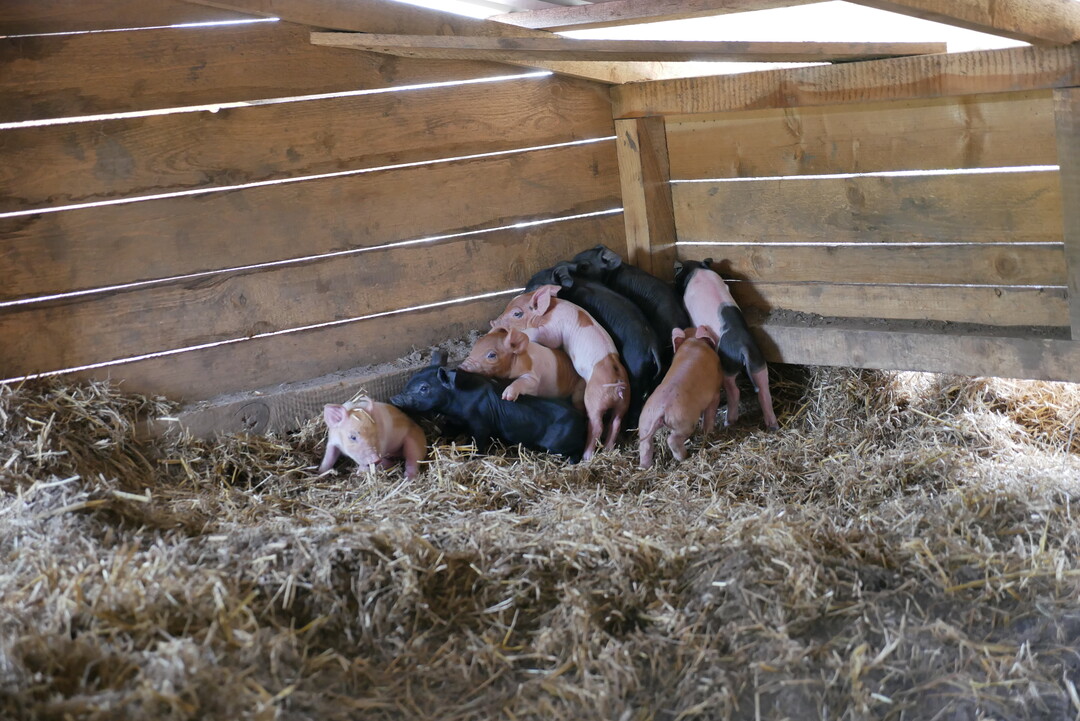 Die Wurfgröße liegt im Mittel bei vier bis sieben Ferkeln – also deutlich weniger als bei hochgezüchteten Rassen.