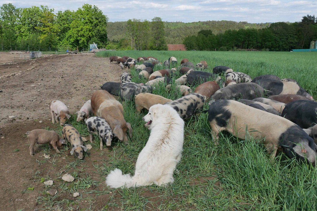 Drei Pyrenäenberghunde sorgen dafür, dass die Schweine vor ungebetenen Gästen sicher sind.