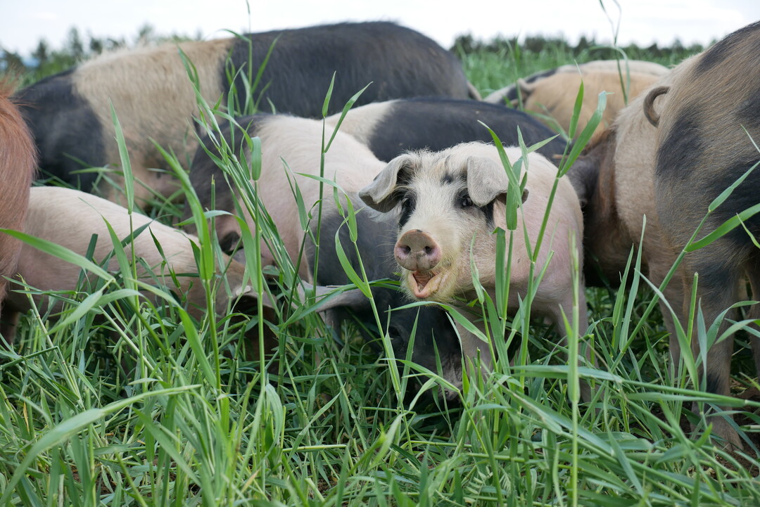 Die Schweine erhalten als Grünfutter eine angesäte Mischung aus Hafer, Gerste, Erbsen, Senf und Klee.