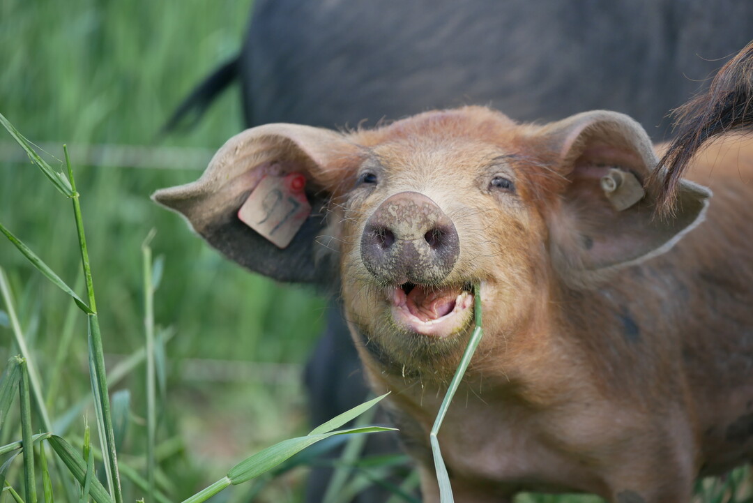 Die „Kulmbacher Weideschweine“ von Familie Berthold wachsen Sommer wie
Winter in einer gemischten Gruppe im Freien auf.