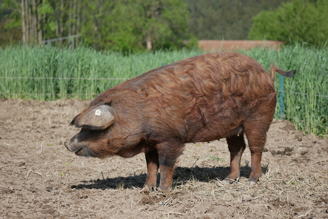 Mangalica-Wollschweine sind eine der ältesten Schweinerassen und bekannt für ihre hervorragende Fleischqualität.