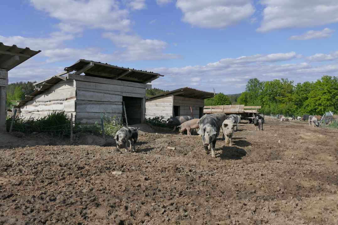 Gegen Wind und Wetter schützen Holzhütten mit Stroh darin