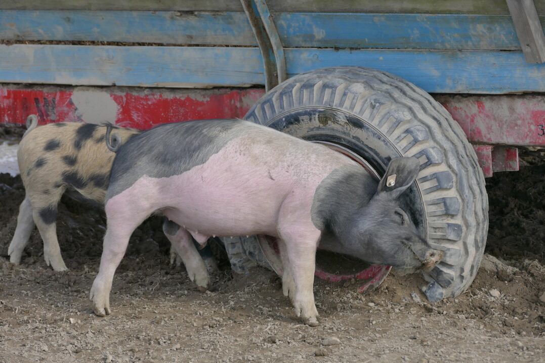 Flöhe und andere Ektoparasiten werden mit dem angetrockneten Schlamm abgescheuert.