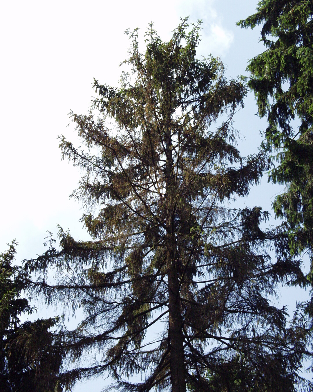 Die Rtung der Baumkrone ist ein untrgliches Zeichen fr den Borkenkfer.