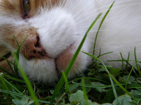 Katzen knnen an Vogelgrippe erkranken.