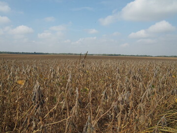 GVO-Soja-Feld in den USA