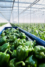 Erster grüner Paprika aus dem Hegau