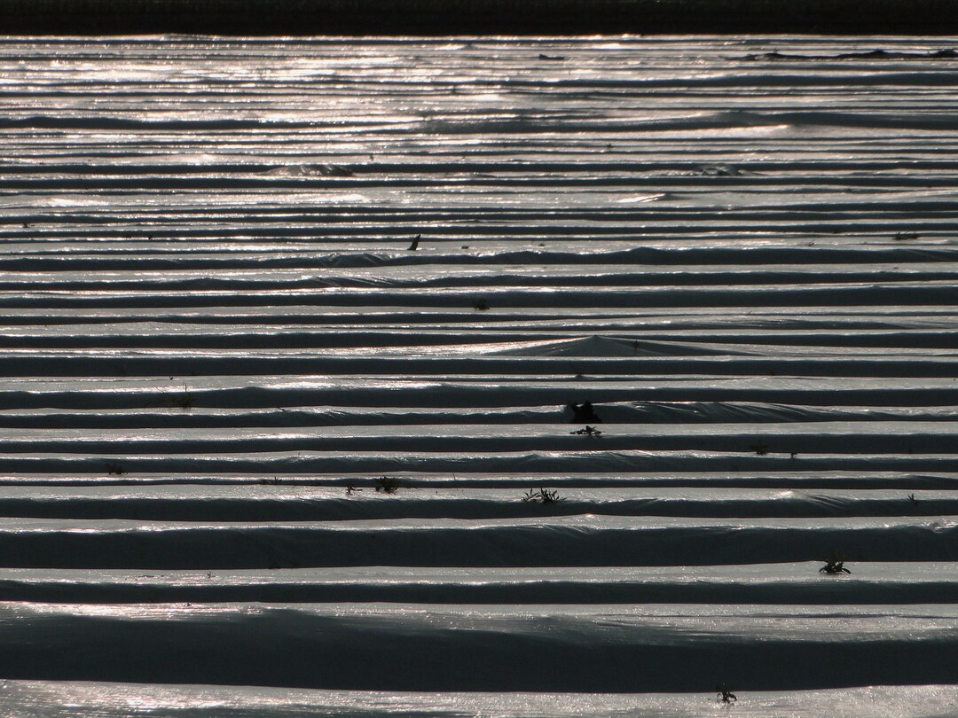 Abdeckfolien fr Gemse