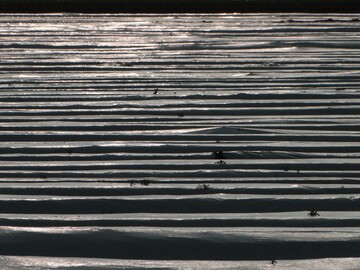 Abdeckfolien für Gemüse
