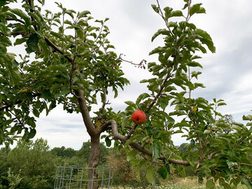 Die bereits geringe Ernteschätzung fürs Streuobst muss sogar noch nach unten korrigiert werden. Damit wird wohl die geringste Tonnagemenge seit 1991 eingefahren.