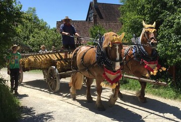 Pferdegespann mit Leiterwagen zur Heu- und Strohernte.