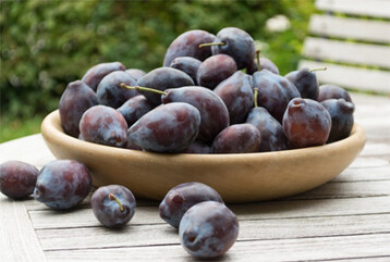 Zwetschgen zählen zu Deutschlands beliebtesten Steinobst-Sorten. Sie stehen jetzt in voller Reife.