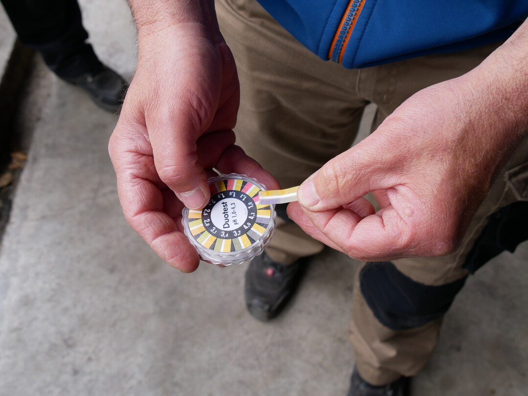 Mit Lackmuspapier wird der pH-Wert der Fermente kontrolliert.