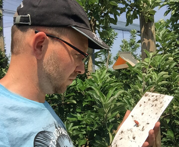 Der Apfelwickler tritt in diesem Jahr verstrkt auf. Das belegen Fnge in Pheromonfallen.